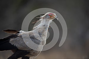 Closeup shot of a ring-necked pheasant in a grassy field on a blurred background