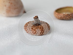 Closeup shot of a ripe acorn\'s cupule on a white fabric