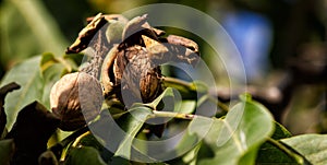 Closeup shot of a ripe walnut on tree