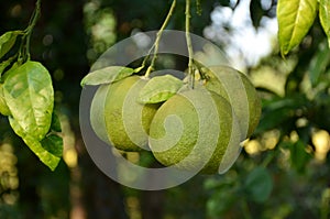 Closeup shot of ripening limes on a tree in a garden