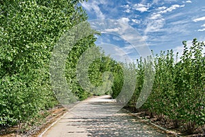 Closeup shot of a road in the Socayo park of Arroyo de la Encomienda in province of Valladolid photo