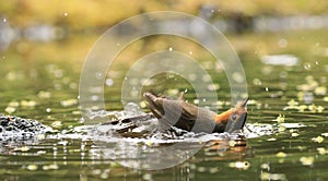 Closeup shot of a robin bird splashing and bathing in a puddle of water