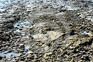 Closeup shot of rocks with the sea water on a rocky beach in South Sinai, Egypt