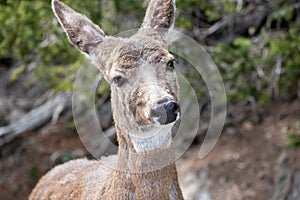 Closeup shot of a roe deer on a blurred background