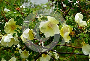 Closeup shot of rosa xanthine flowers growing on a tree branch. photo