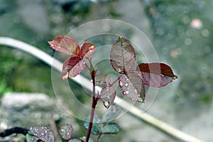 Closeup shot of rose flower leaves with water dews