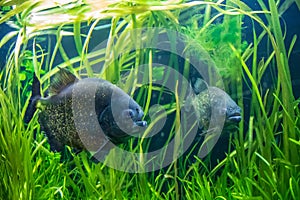 Closeup shot of Roter Piranha swimming in the water