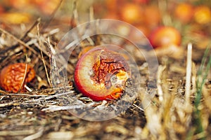 Closeup shot of rotten apples on the ground covered with hays and sticks of wood