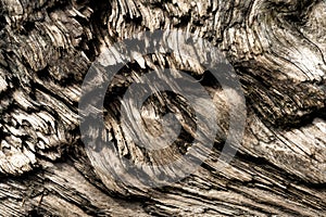 Closeup shot of rough wood texture in Sombrio Beach near Port Renfrew Vancouver Island, BC Canada photo