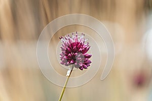 Closeup shot of a round-headed garlic (Allium rotundum) on a blurred background