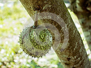 Closeup shot of a round soursop fruit growing on an Annona muricata tree in the Philippines