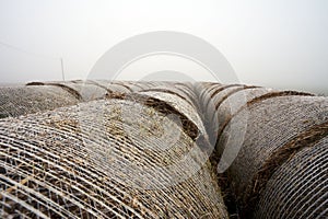 Closeup shot of rows of hays in the field