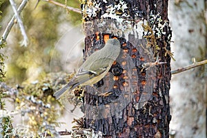 Closeup shot of a ruby-crowned kinglet bird perched on a tree trunk