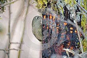 Closeup shot of a ruby-crowned kinglet bird perched on a tree trunk