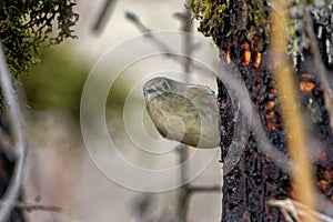Closeup shot of a ruby-crowned kinglet bird perched on a tree trunk