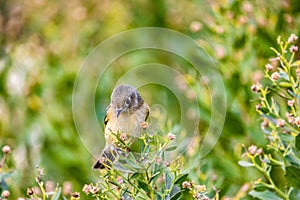 Closeup shot of a ruby-crowned kinglet on the tree