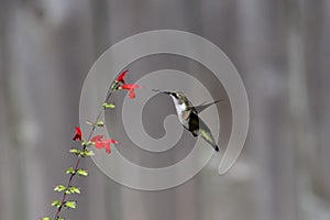 Closeup shot of a ruby-throated hummingbird (Archilochus colubris) approaching red salvia flowers