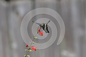 Closeup shot of a ruby-throated hummingbird (Archilochus colubris) approaching red salvia flowers