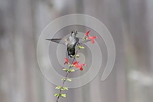 Closeup shot of a ruby-throated hummingbird (Archilochus colubris) approaching red salvia flowers