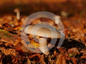 Closeup shot of a Russula Integra on the ground with lots of fallen leaves photo