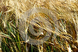 Closeup shot of rye in the field