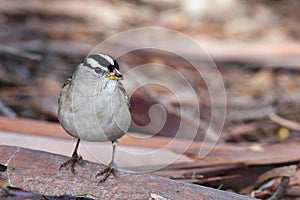 Closeup shot of s white-crowned sparrow, Zonotrichia leucophrys.
