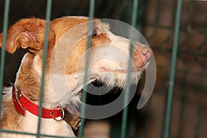 Closeup shot of a sad brown dog on a cage