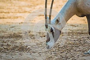 Closeup shot of a Saharan oryx grazing in Al Areen Wildlife Park in Bahrain