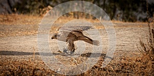 Closeup shot of a saker falcon perching on the ground