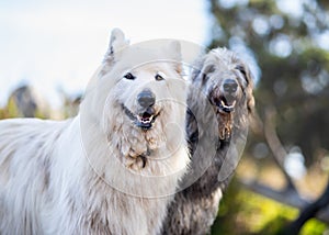 Closeup shot of a Samoyed and a Scottish deerhound in a park