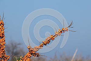 Closeup shot of sanddorn under a clear blue sky