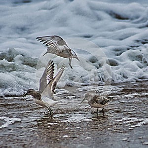 Closeup shot of sanderling birds taking off from a seashore