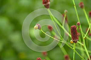 Closeup shot of Sanguisorba officinalis flowers