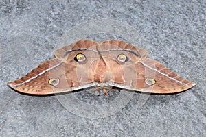 Closeup shot of a saturniids (Saturniidae) moth photo