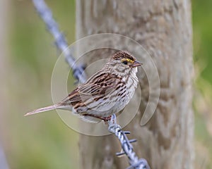 Closeup shot of a savanna sparrow perched on barbed wire - Passerculus sandwichensis