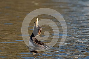 Closeup shot of a Scaly-sided merganser catching a fish