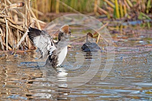 Closeup shot of a Scaly-sided merganser in a lake
