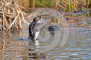 Closeup shot of a Scaly-sided merganser in a lake