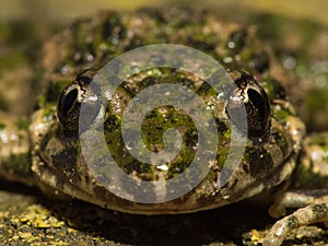Closeup shot of a scary-looking common parsley frog (pelodytes punctatus)