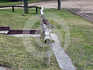 Closeup shot of a scavenger bird on top of a wooden railing