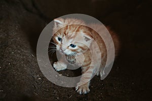 Closeup shot of Scottish ginger kitten