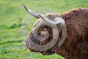 Closeup shot of Scottish highland bull in the field