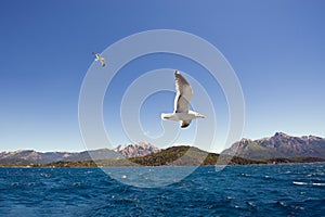 Closeup shot of a seagull flying over a calm blue sea with hills on the background
