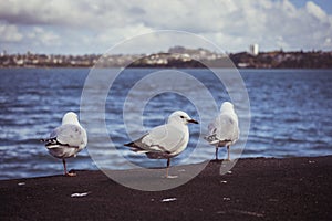 A closeup shot of a seagull standing with one leg on a stone with the sea on the background