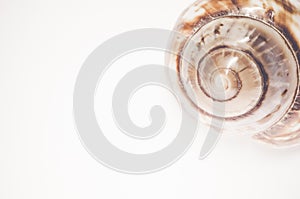 Closeup shot of a seashell isolated on white background