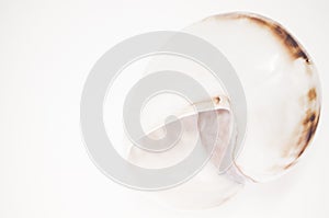 Closeup shot of a seashell isolated on white background