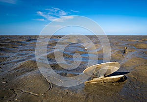 Closeup shot of a seashell on mud and a blue sky