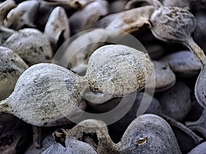 Closeup shot of seeds of prosopis juliflora tree