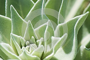 Closeup shot with selective focus on green velvet Echeveria succulent plant leaves.