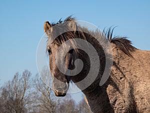 Closeup shot of semi-wild Polish Konik horse on blye sky background